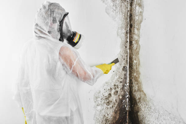 Best Local Mold Removal Service  in Uniontown, AL