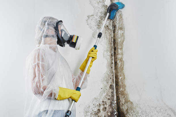 Best Attic Mold Removal  in Uniontown, AL
