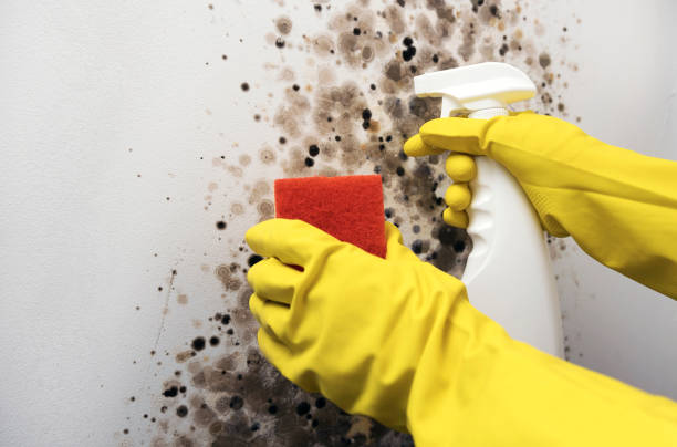 Best Attic Mold Removal  in Uniontown, AL