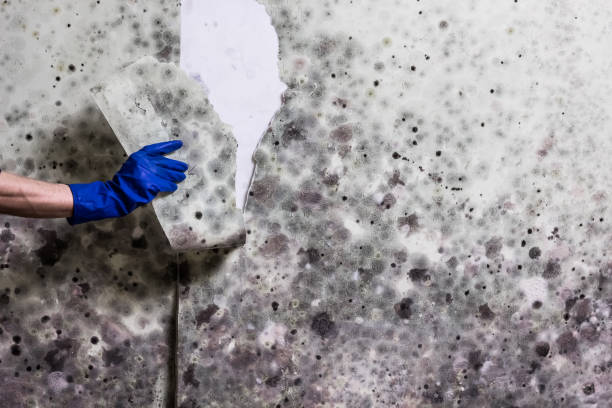 Attic Mold Removal in Uniontown, AL